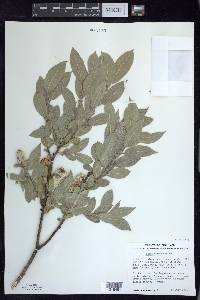 Salix cordata image