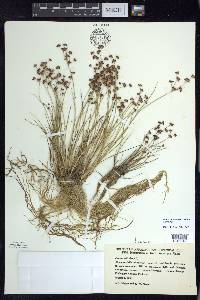 Juncus articulatus image