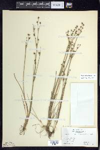 Juncus alpinoarticulatus image