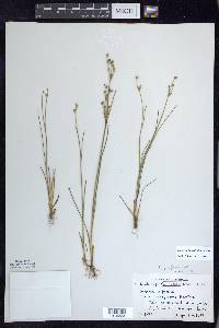 Juncus alpinoarticulatus image