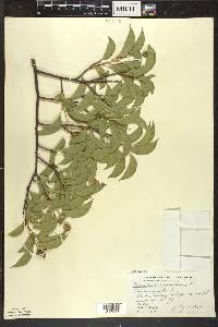 Celastrus scandens image