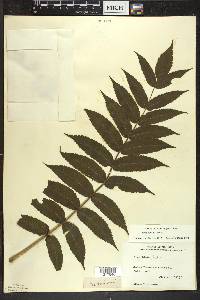 Rhus typhina image