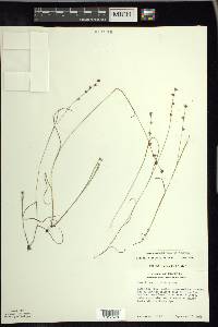Scleria verticillata image