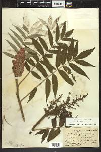 Rhus typhina image