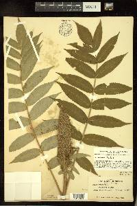 Rhus typhina image