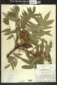 Rhus typhina image