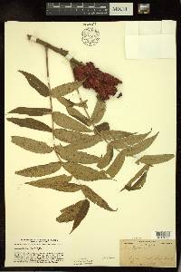 Rhus typhina image