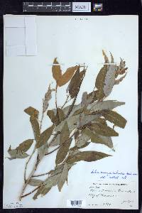 Salix amygdaloides image