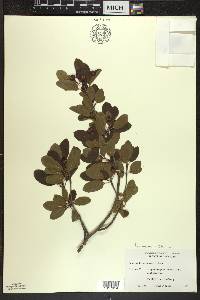 Ilex mucronata image