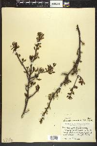 Ilex mucronata image