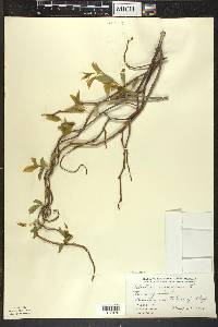 Celastrus scandens image