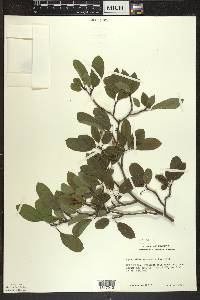 Ilex mucronata image