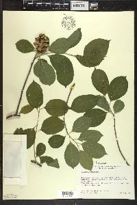 Celastrus scandens image