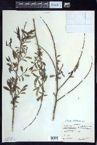 Salix amygdaloides image