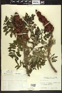 Rhus typhina image