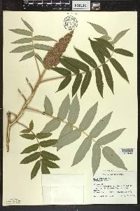 Rhus typhina image