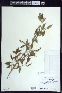 Salix amygdaloides image