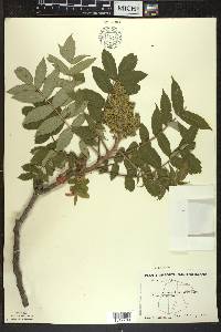 Rhus typhina image