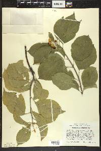 Celastrus scandens image