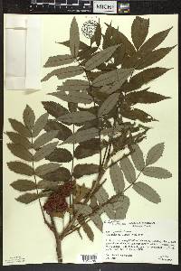 Rhus typhina image