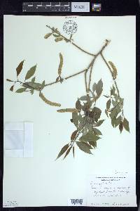 Salix amygdaloides image