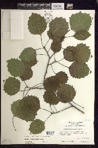 Populus grandidentata image