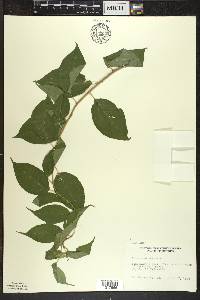 Celastrus scandens image