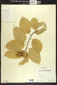 Celastrus scandens image