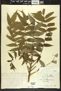 Rhus typhina image