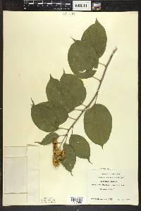 Celastrus scandens image