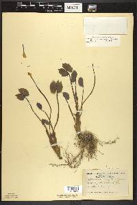 Jeffersonia diphylla image