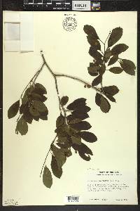 Ilex mucronata image