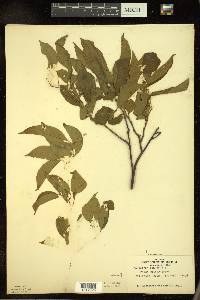 Celastrus scandens image