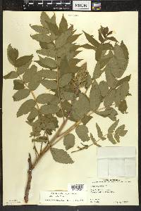 Rhus typhina image