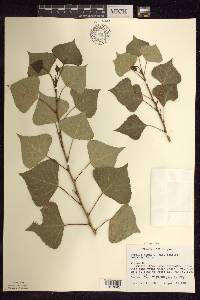 Populus nigra image