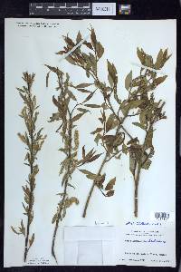 Salix amygdaloides image