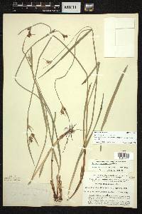 Scleria triglomerata image