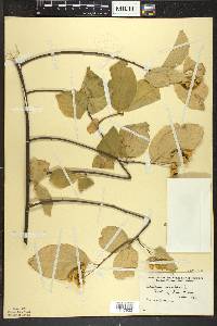 Celastrus scandens image