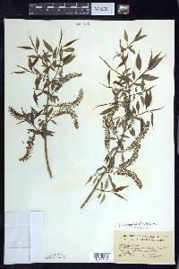 Salix amygdaloides image