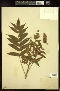 Rhus typhina image