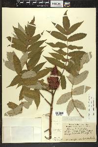 Rhus typhina image