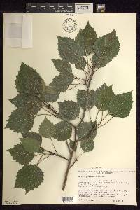 Populus grandidentata image