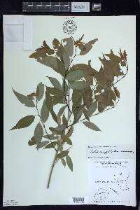 Salix amygdaloides image