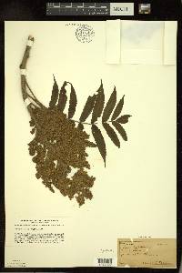 Rhus typhina image