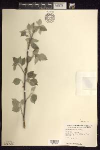 Populus grandidentata image