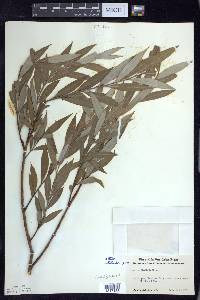 Salix alba image