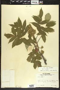 Rhus typhina image