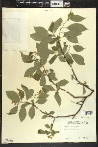 Celastrus scandens image