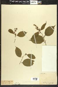 Celastrus scandens image