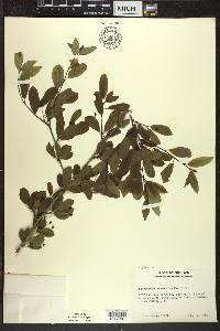 Ilex mucronata image